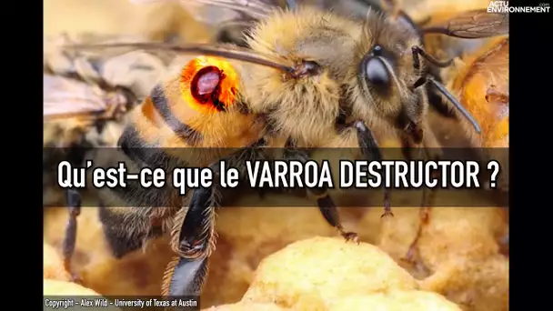 « Le parasite Varroa bloque de nombreux apiculteurs à passer en bio »