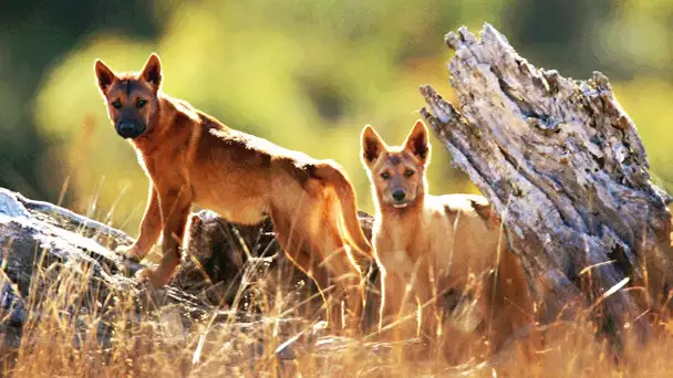 Dingos VS émeu - ZAPPING SAUVAGE