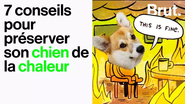 7 conseils pour préserver son chien de la chaleur