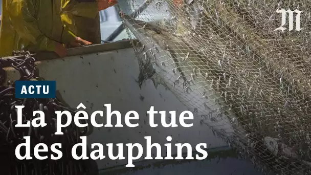 Des centaines de dauphins meurent à cause de la pêche