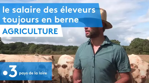 Agriculture : le salaire des éleveurs des Pays de la Loire toujours en berne