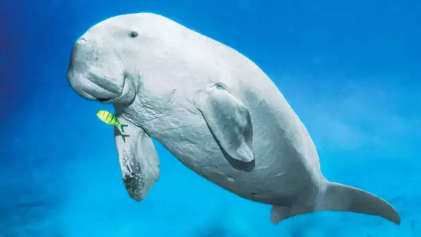 Le dugong c&#039;est la vache des mers - ZAPPING SAUVAGE