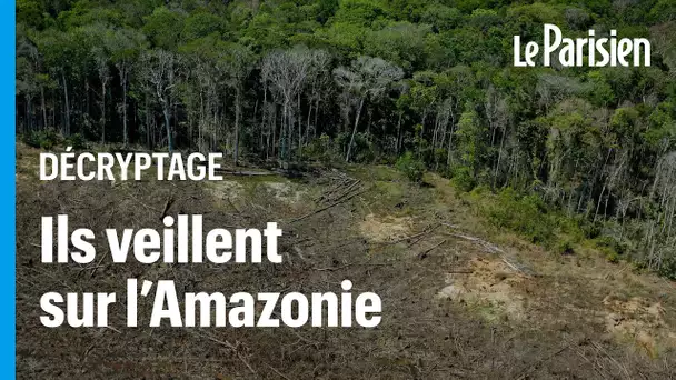 Satellites, drones, IA... comment le Brésil  lutte contre les déforestations illégales en Amazonie