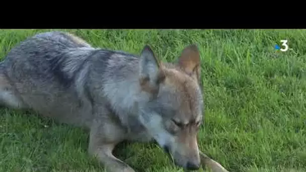 Rendez-vous en terre animale dans le Loiret : une nuit parmi les loups