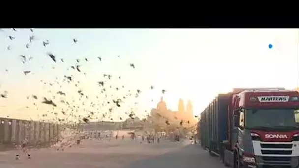 Lâcher de pigeons à Marseille