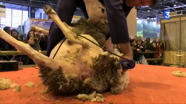 SIA 2015 : La tonte d&#039;un mouton