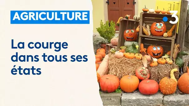 La courge dans tous ses états