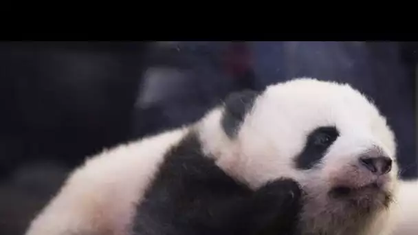Zoo de Beauval : Les bébés pandas présentés au public pour la première fois