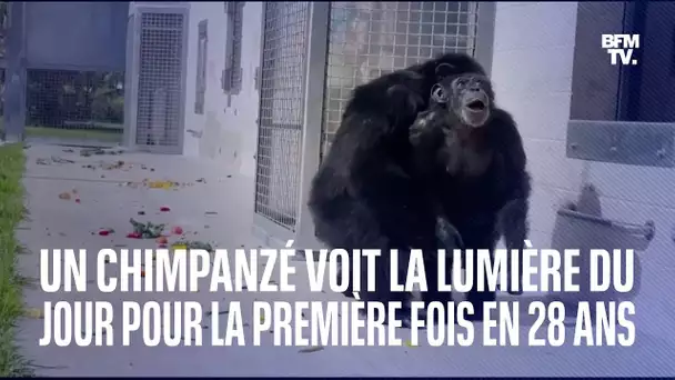 Un chimpanzé voit la lumière du jour pour la première fois en 28 ans