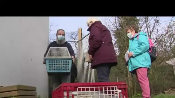 500 poules à adopter sur l'île d'Oléron