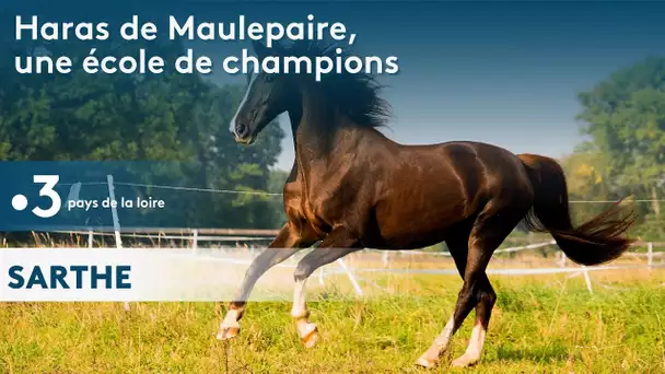 Sarthe : haras de Maulepaire, la petite fabrique de champions
