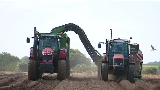 La pomme de terre haut de gamme picarde, servie à l'Élysée