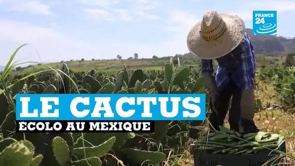 Mexique : Le cactus, alternative écologique au plastique ?