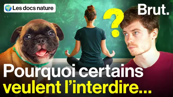 Puppy yoga : mignon ou dangereux ?