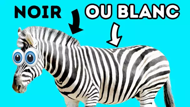 Les zèbres sont-ils noirs ou blancs? Réponses que vous attendiez tant sur les animaux