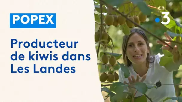 Extrait POPEX : producteur de kiwis dans Les Landes