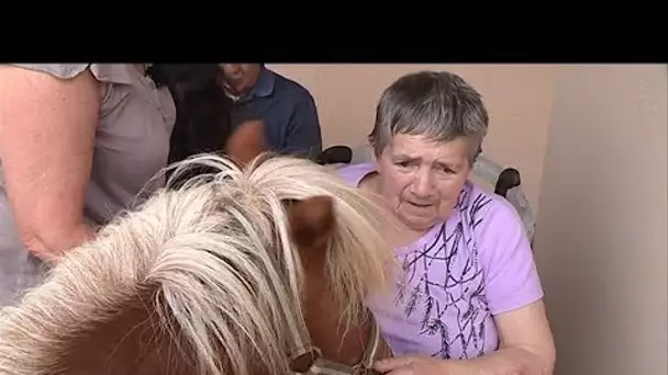 Lalinde : des poneys à la maison de retraite