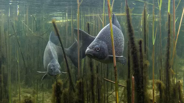 The Fascinating Life Below the Surface