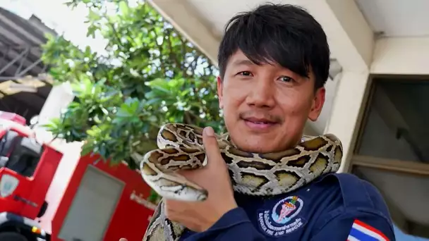 Ils capturent jusqu'à 1000 pythons par mois en pleine ville