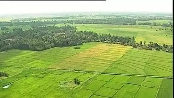 Sri Lanka : rizières