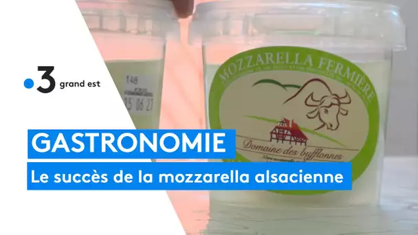 La Mozzarella alsacienne du domaine des Bufflonnes