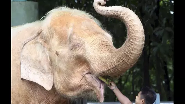 La naissance rare d’un éléphant blanc annoncée en Birmanie