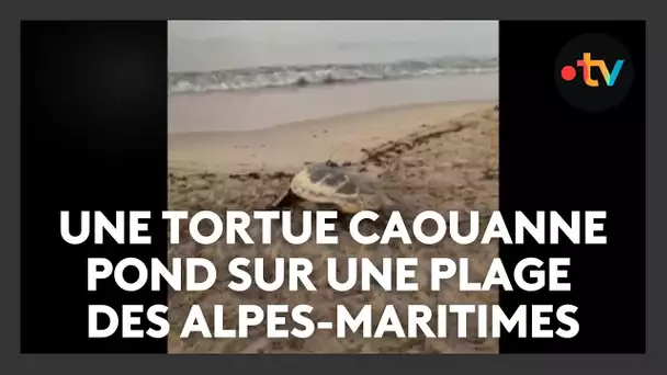 Une tortue caouanne a pondu sur une plage des Alpes-Maritimes