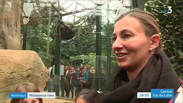 Zoo de Beauval : nouveau chimpanzé dans la famille, une naissance rare