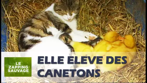 Une chatte adopte des canetons orphelins - ZAPPING SAUVAGE 18