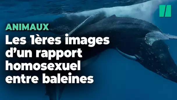 Des rapports intimes de baleines à bosse observés pour la première fois (et ce sont deux mâles)