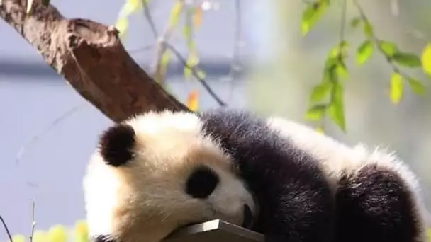 Une première en France : le Zoo de Beauval accueillera bientôt un bébé panda