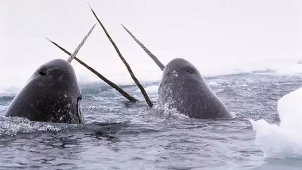 Narvals & Belugas : animaux étranges de l&#039;Arctique - ZAPPING SAUVAGE