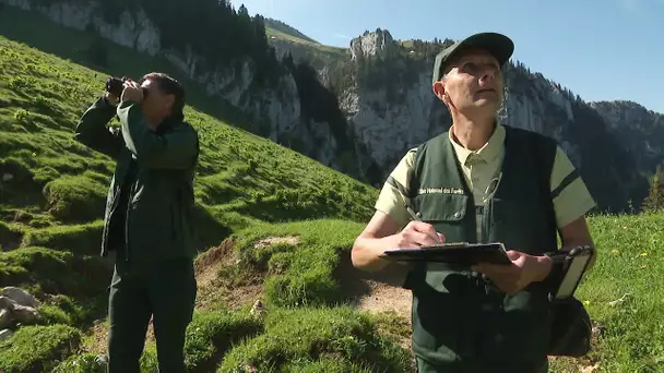 L'ONF fait le recensement des oiseaux en forêt de Chartreuse