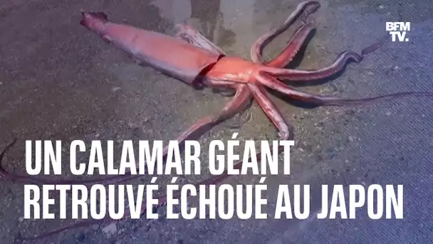 Un calamar géant retrouvé échoué sur un rivage au Japon