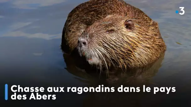 Chasse aux ragondins dans le pays des Abers