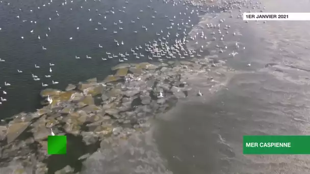 Vu du ciel : des milliers de cygnes passent l’hiver sur les rives de la Caspienne