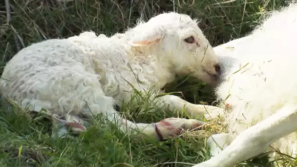 Naissance d&#039;agneau en direct / mise bas brebis - ZAPPING SAUVAGE