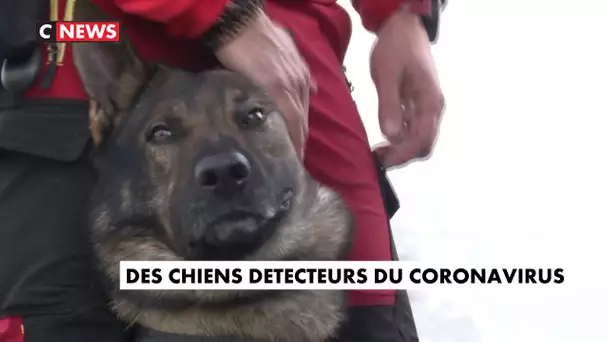 Covid-19 : des chiens pour détecter le virus