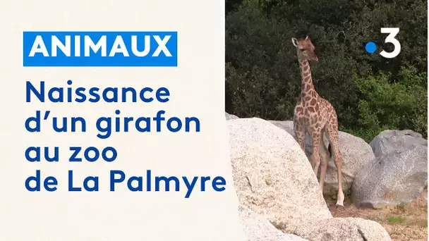 Naissance d'un girafon au zoo de La Palmyre