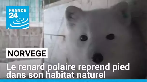 Biodiversité : en Norvège, le renard polaire réapparaît progressivement ! • FRANCE 24
