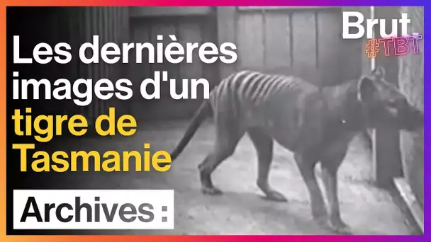 L'extinction silencieuse des tigres de Tasmanie