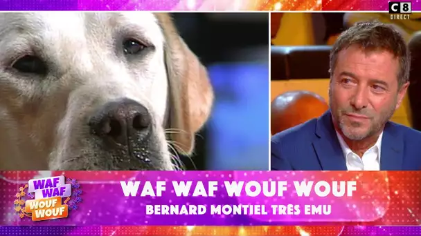Bernard Montiel entre en communication avec Farouk, son chien décédé