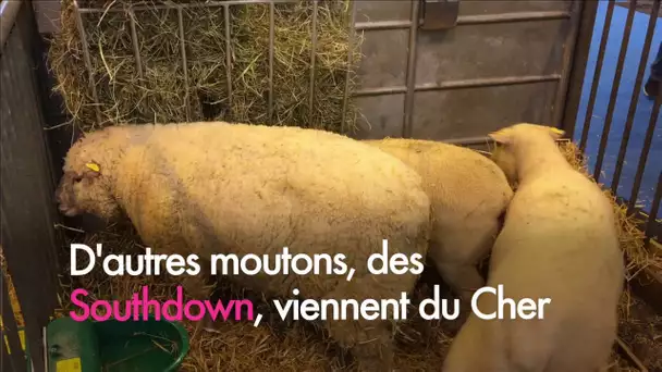 Les moutons de la région Centre-Val de Loire au Salon de l&#039;agriculture