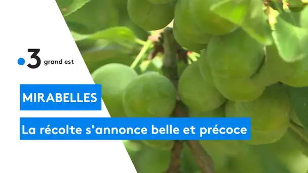 La récolte le la mirabelle 2020 s'annonce bonne et précoce