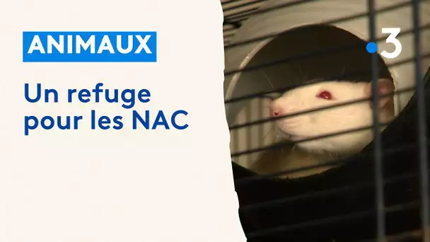 Un refuge unique recueille les NAC, les "nouveaux animaux de compagnie" abandonnés