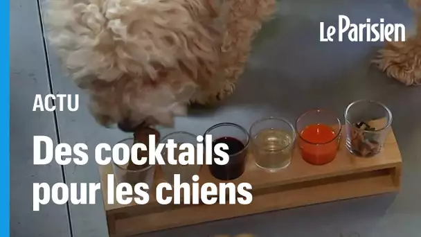 Dans ce bar londonien, les chiens peuvent boire un coup avec leurs maîtres