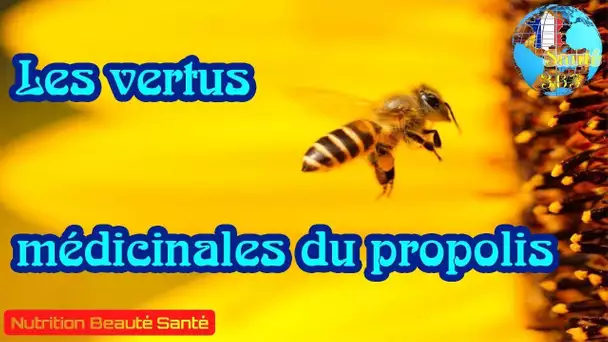 Les vertus médicinales du propolis|Nutrition Beauté Santé