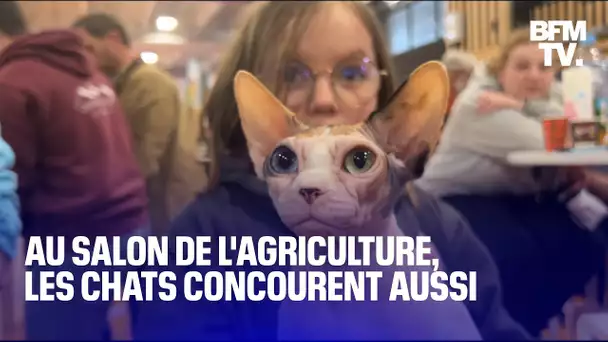 On était à la finale du concours de chats de races au Salon de l'agriculture