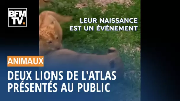 Deux bébés lions de l'Atlas ont été présentés dans un zoo de République Tchèque