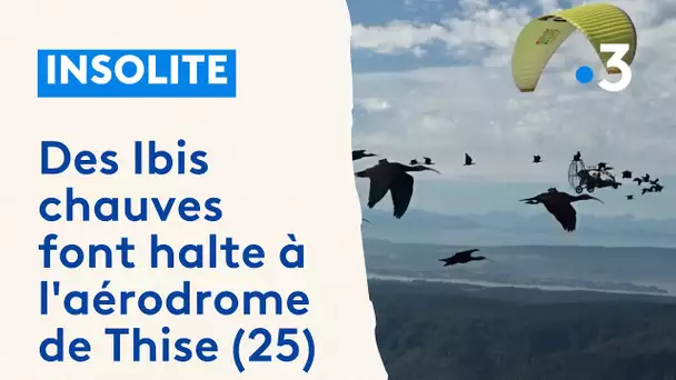 Sur leur route migratoire, des Ibis chauves en voie de disparition font halte à Thise (25)